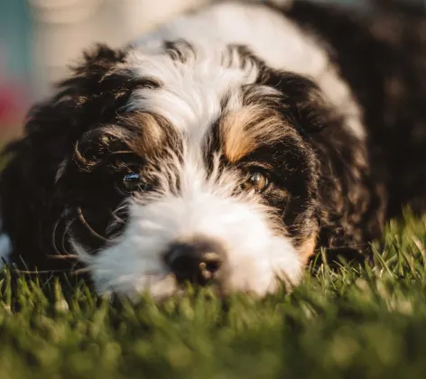 A close up of the face of a black and white dog laying outside in grass